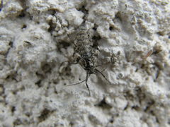 Theria rupicapraria