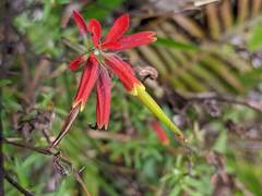 Castilleja quirosii