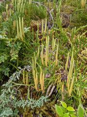 Diphasiastrum thyoides