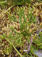 Diphasiastrum thyoides