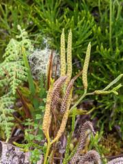 Diphasiastrum thyoides