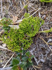 Diphasiastrum thyoides