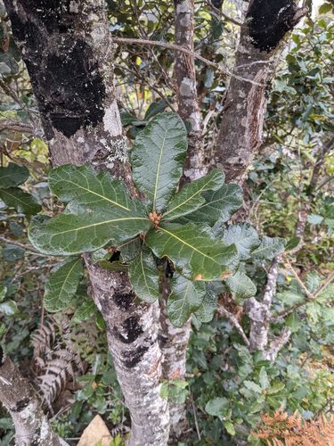 Quercus costaricensis - Corteza y hojas en un ejemplar de troncos múltiples