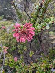Vaccinium talamancense