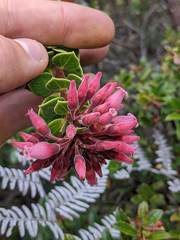 Vaccinium talamancense