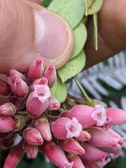 Vaccinium talamancense