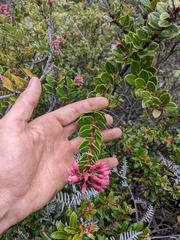 Vaccinium talamancense