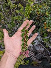 Vaccinium talamancense