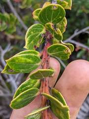 Vaccinium talamancense