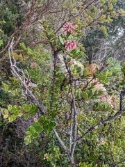 Vaccinium talamancense