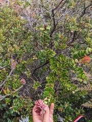 Vaccinium talamancense