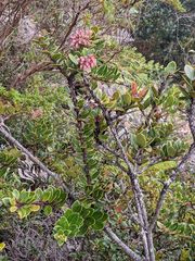 Vaccinium talamancense