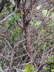 Vaccinium talamancense