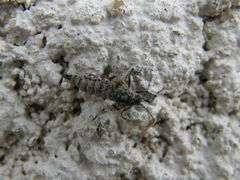 Theria rupicapraria