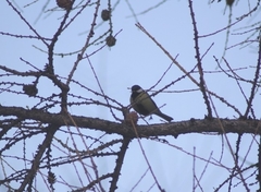 Parus major