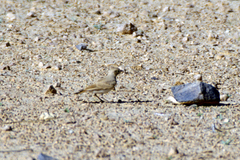 Ammomanes cinctura