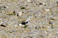 Ammomanes cinctura