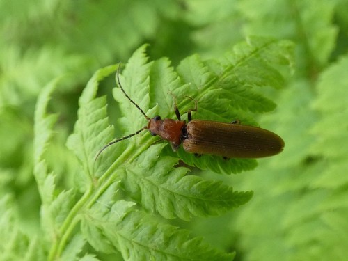 bordered click beetle, 7779 Holthone, Nederland, photo 8 of 10
