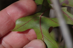 Quercus laevis image