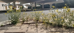 Senecio glaucus