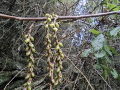 Stachyurus chinensis