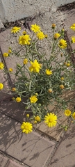 Senecio glaucus