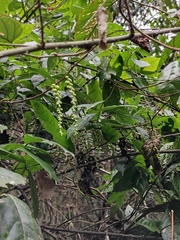 Stachyurus chinensis