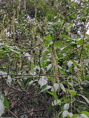 Stachyurus chinensis