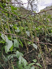 Stachyurus chinensis