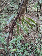 Lepidomicrosorium superficiale