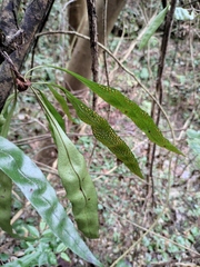 Lepidomicrosorium superficiale