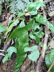 Lepidomicrosorium superficiale