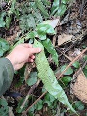 Lepidomicrosorium superficiale