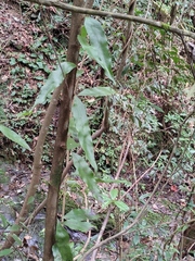 Lepidomicrosorium superficiale