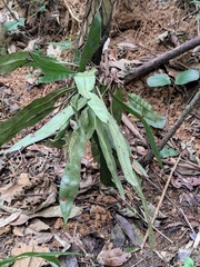 Lepidomicrosorium superficiale