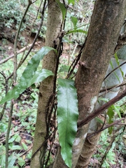 Lepidomicrosorium superficiale