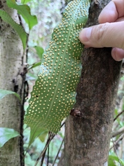 Lepidomicrosorium superficiale