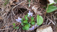 Viola labradorica