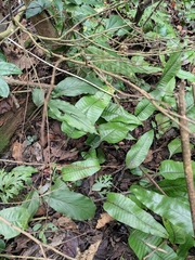 Neocheiropteris ovata