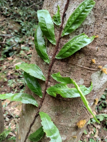 Neocheiropteris superficialis iNat (1)
