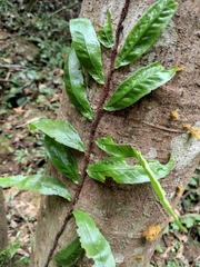 Lepidomicrosorium superficiale