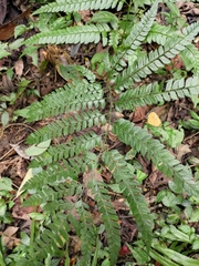 Arachniodes rhomboidea