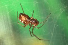 Microlinyphia sterilis