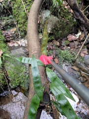 Lepidomicrosorium superficiale