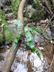 Lepidomicrosorium superficiale