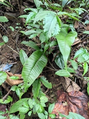 Neocheiropteris ovata