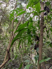 Lepidomicrosorium superficiale