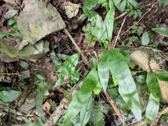 Lepidomicrosorium superficiale