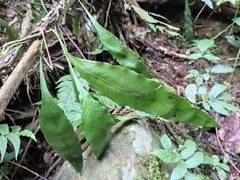 Lepidomicrosorium superficiale