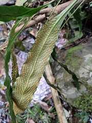 Lepidomicrosorium superficiale